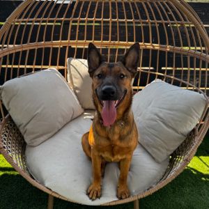 Dakota, Young Female unknown