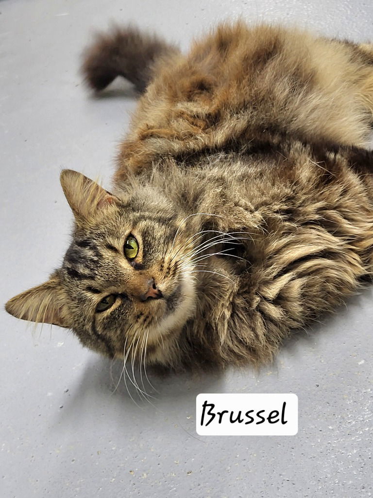 Brussel