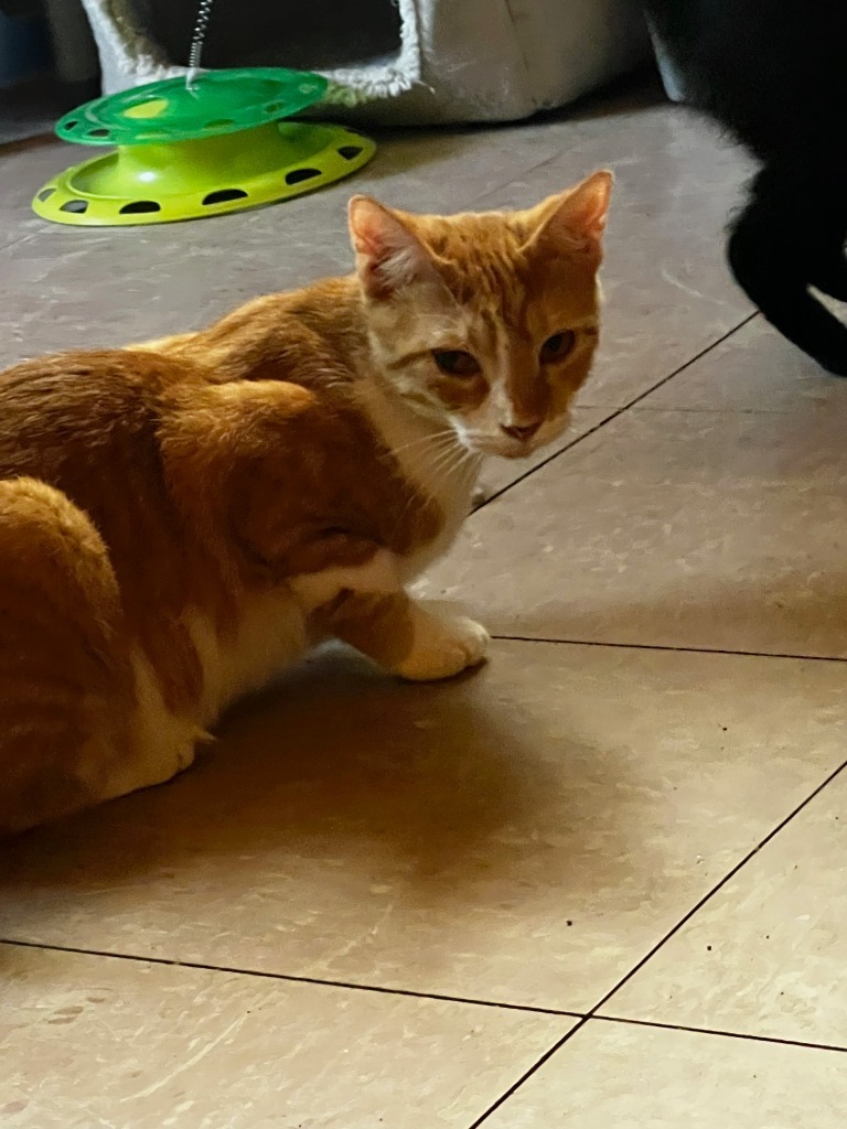 FINN, an adoptable Domestic Short Hair in Marianna, FL, 32447 | Photo Image 1