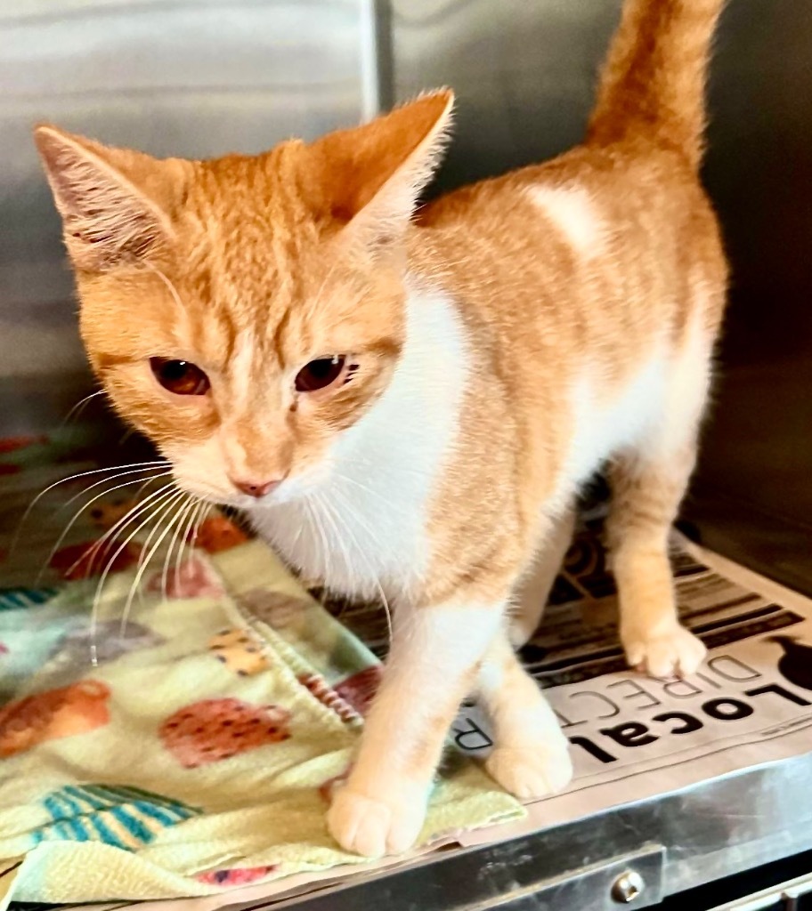FINN, an adoptable Domestic Short Hair in Marianna, FL, 32447 | Photo Image 2