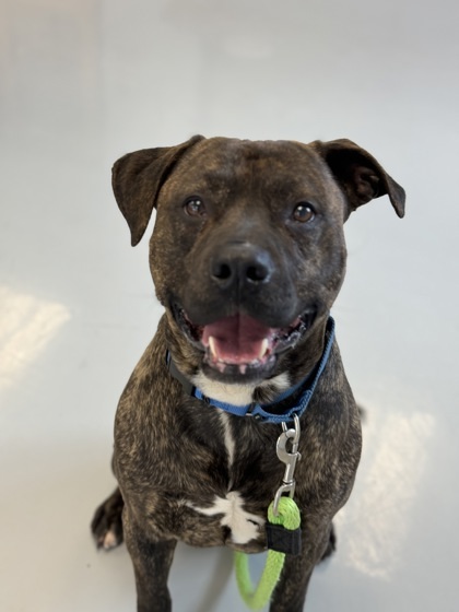 Boyka, an adoptable Mixed Breed in Gwinn, MI, 49841 | Photo Image 1