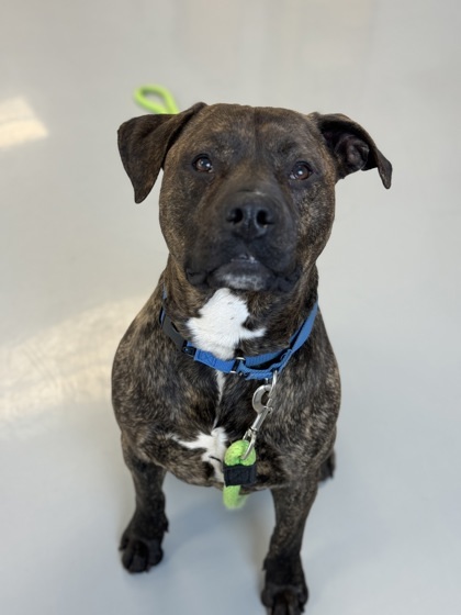 Boyka, an adoptable Mixed Breed in Gwinn, MI, 49841 | Photo Image 2