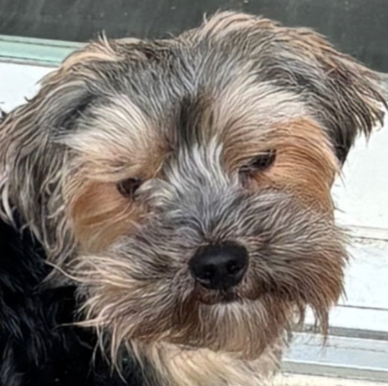 ZICO, an adoptable Yorkshire Terrier in Minesing, ON, L9X 0C2 | Photo Image 1