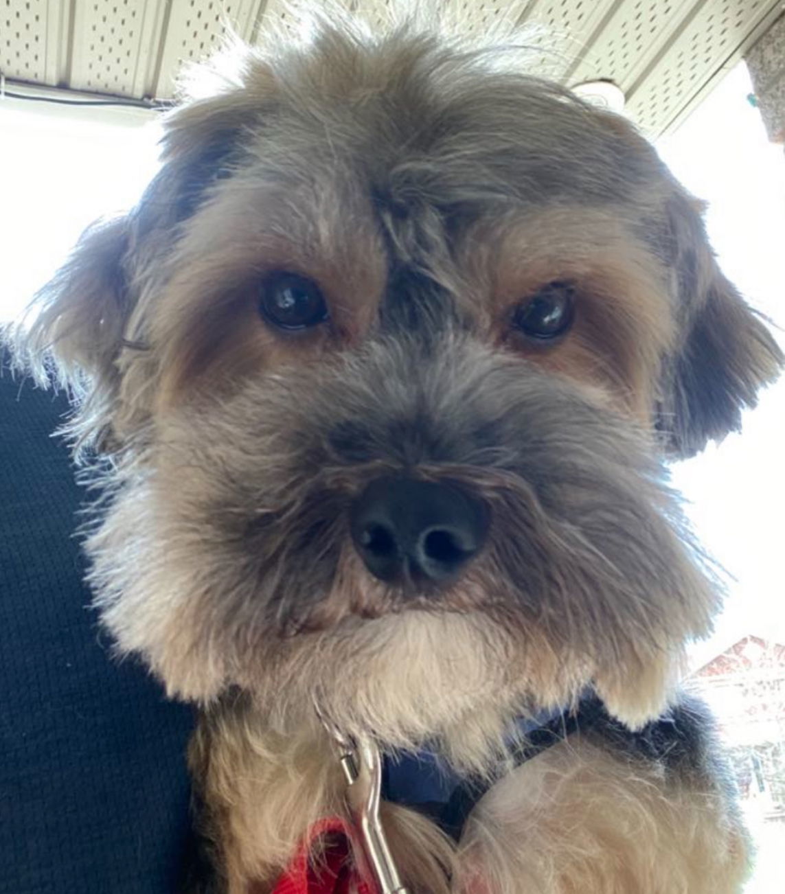 ZICO, an adoptable Yorkshire Terrier in Minesing, ON, L9X 0C2 | Photo Image 1