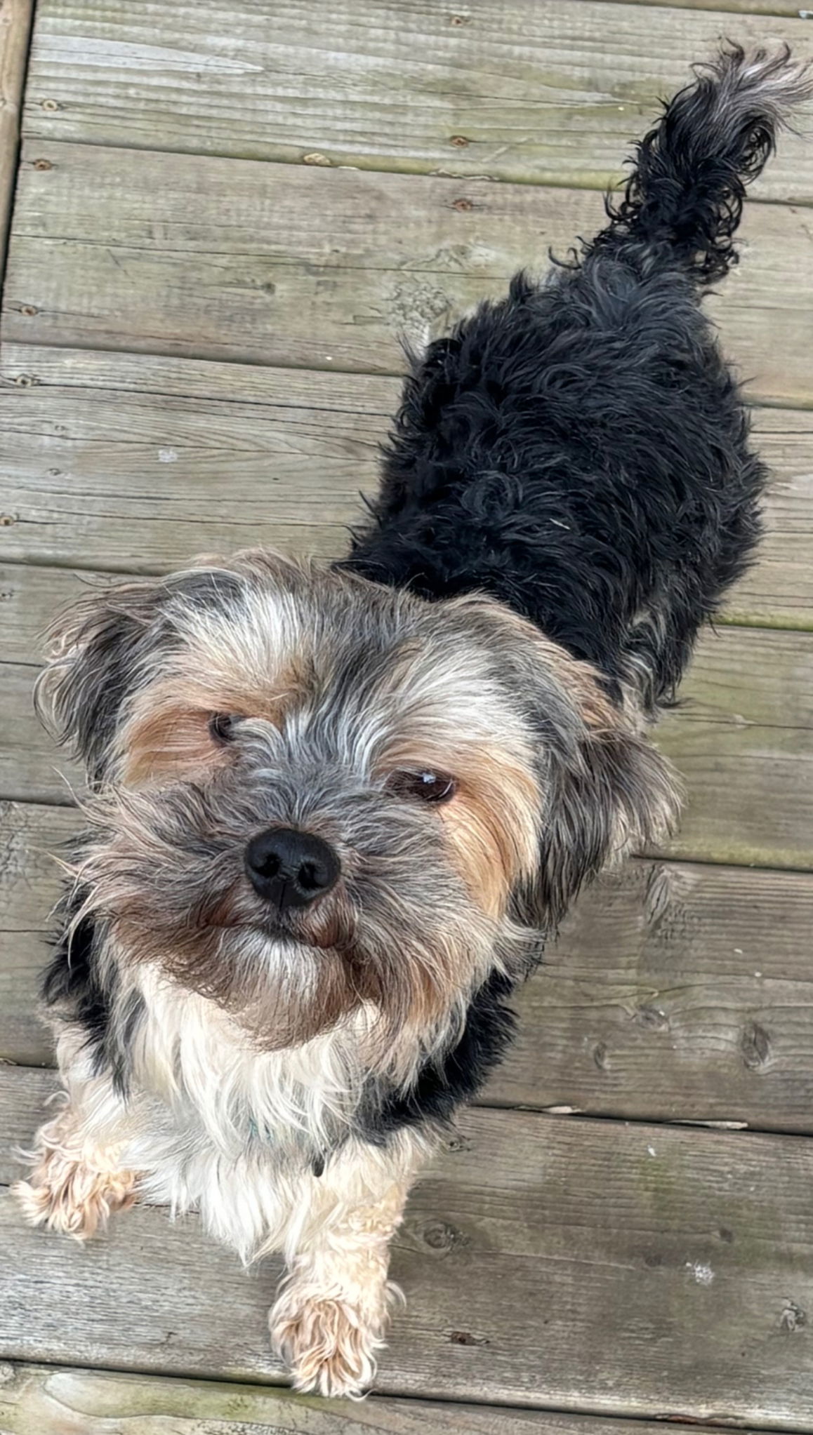 ZICO, an adoptable Yorkshire Terrier in Minesing, ON, L9X 0C2 | Photo Image 2