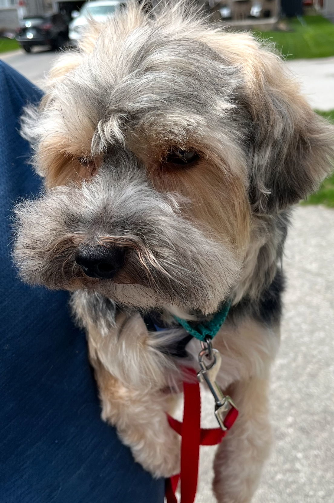 ZICO, an adoptable Yorkshire Terrier in Minesing, ON, L9X 0C2 | Photo Image 2