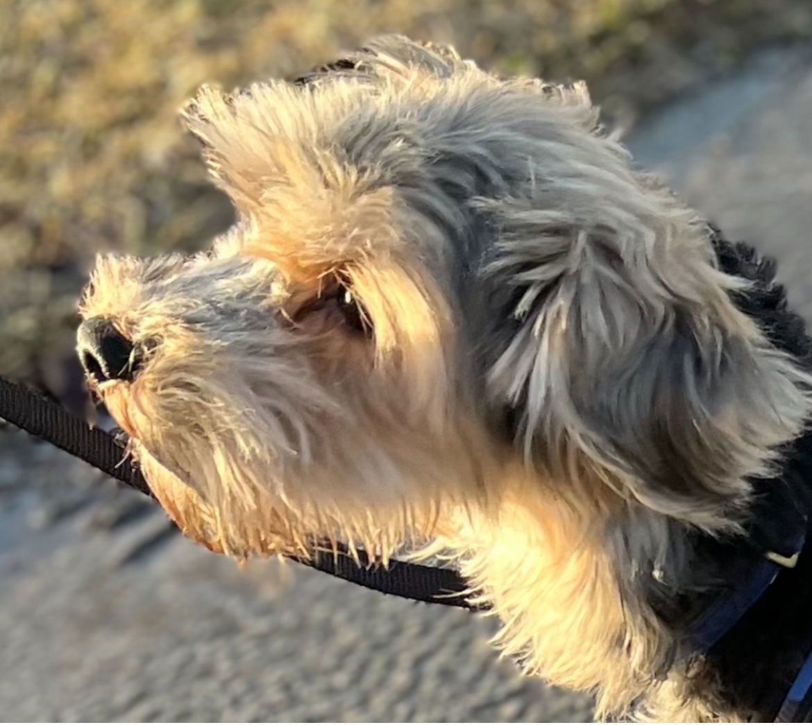 ZICO, an adoptable Yorkshire Terrier in Minesing, ON, L9X 0C2 | Photo Image 3