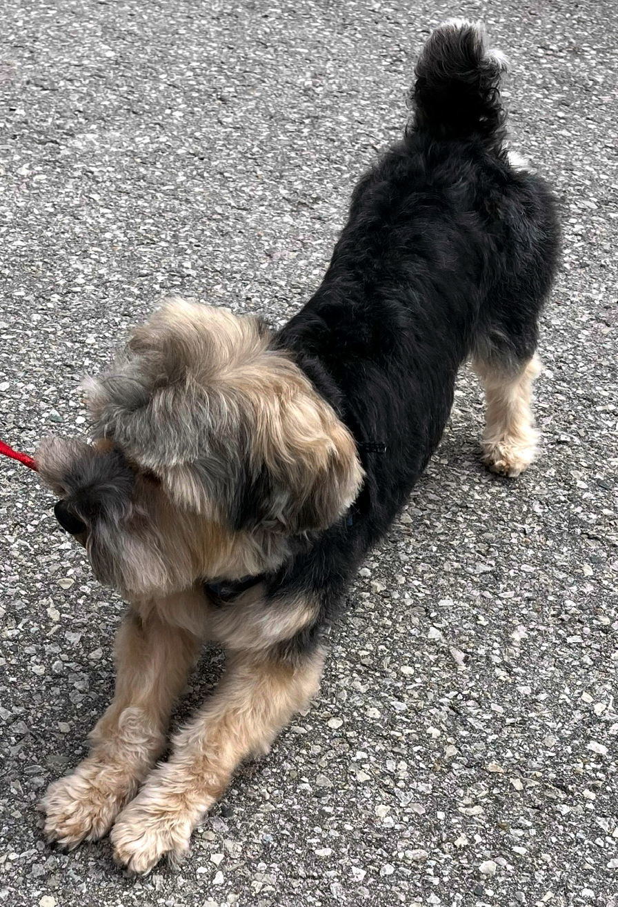 ZICO, an adoptable Yorkshire Terrier in Minesing, ON, L9X 0C2 | Photo Image 3