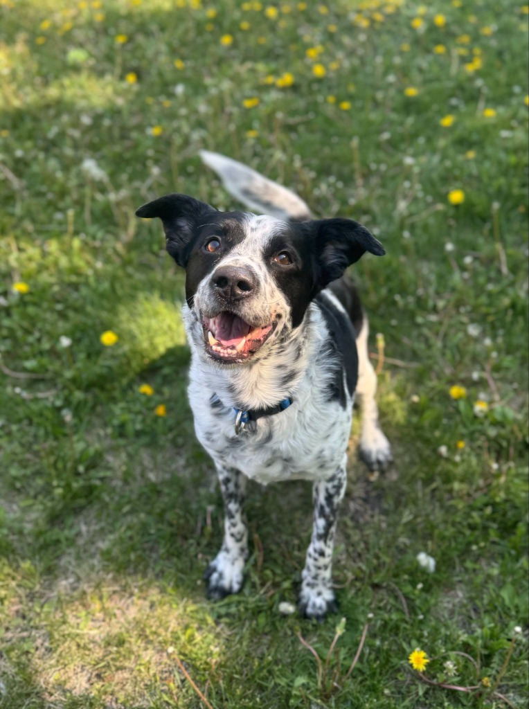 Riley, an adoptable Australian Cattle Dog / Blue Heeler in Grand Forks, ND, 58203 | Photo Image 1