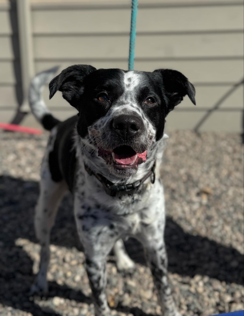 Riley, an adoptable Australian Cattle Dog / Blue Heeler in Grand Forks, ND, 58203 | Photo Image 2