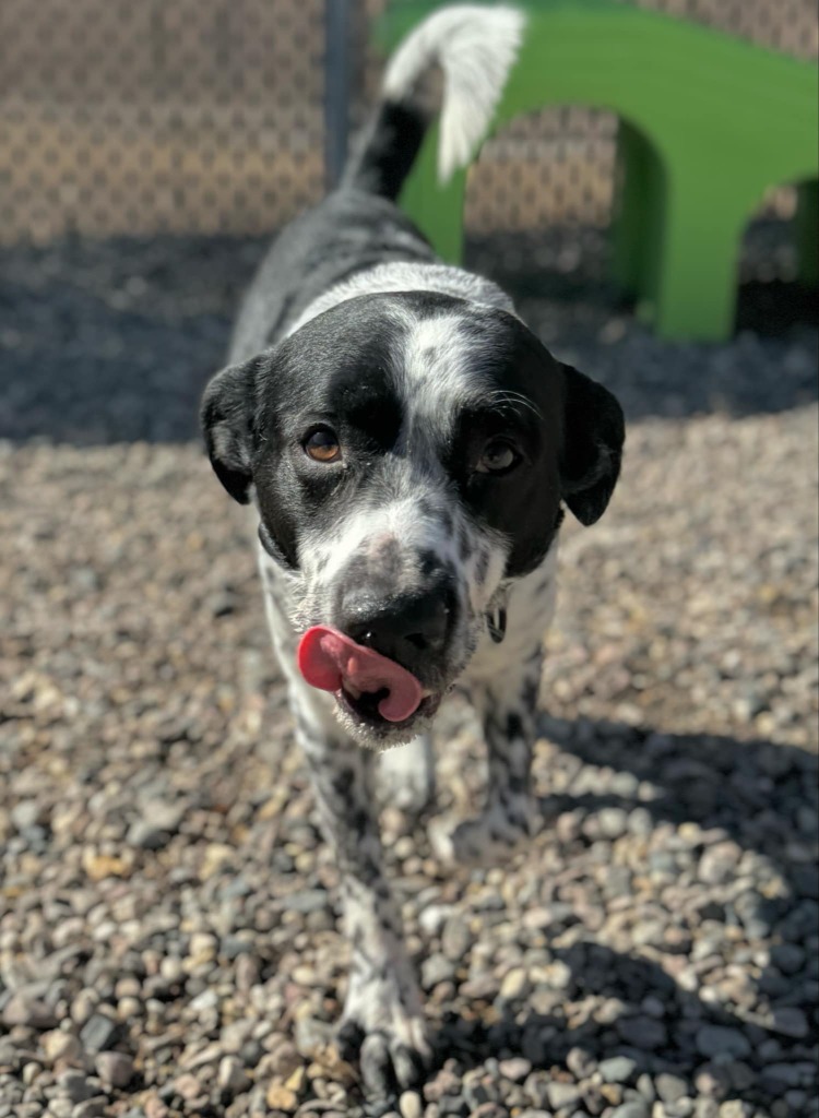 Riley, an adoptable Australian Cattle Dog / Blue Heeler in Grand Forks, ND, 58203 | Photo Image 3