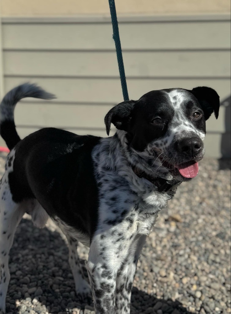Riley, an adoptable Australian Cattle Dog / Blue Heeler in Grand Forks, ND, 58203 | Photo Image 4