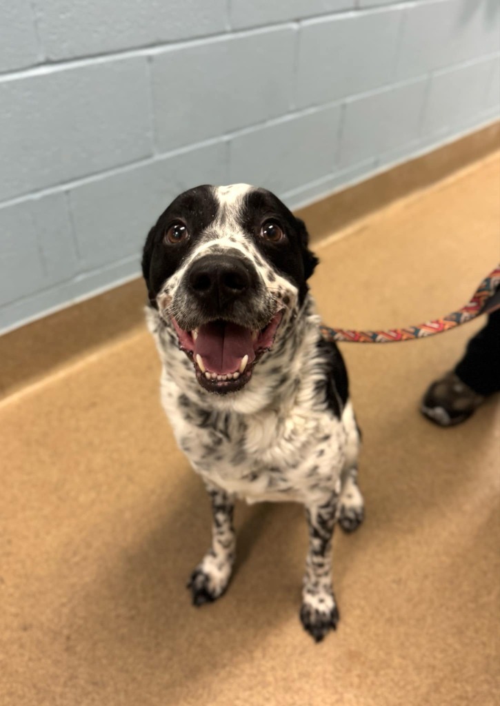 Riley, an adoptable Australian Cattle Dog / Blue Heeler in Grand Forks, ND, 58203 | Photo Image 5