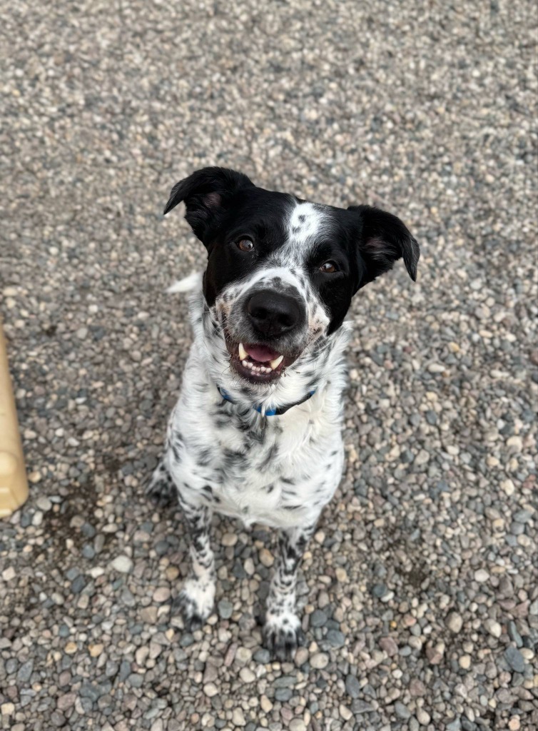 Riley, an adoptable Australian Cattle Dog / Blue Heeler in Grand Forks, ND, 58203 | Photo Image 6