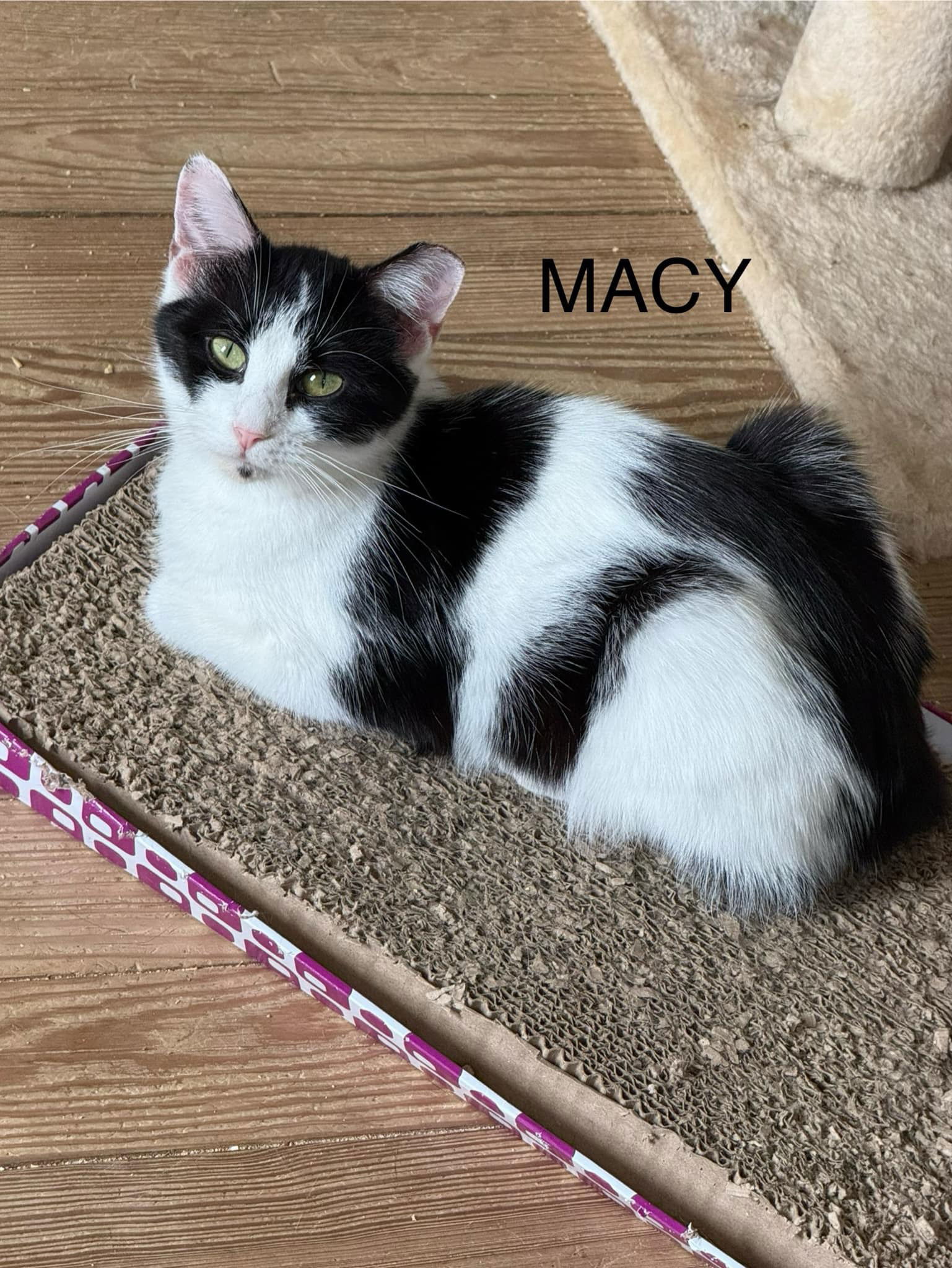 MACY