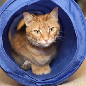 Honey, Adult Female Domestic Short Hair