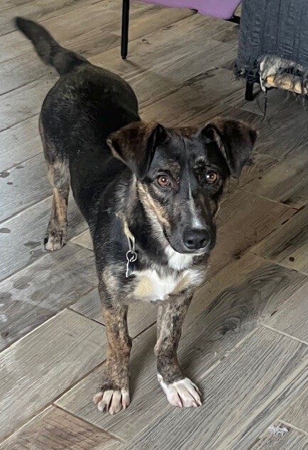 Maude