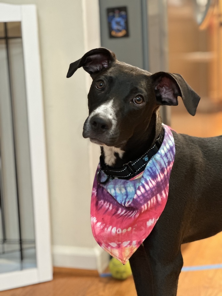 Pup Clementine