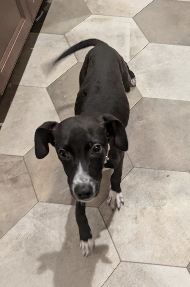 Pup Clementine