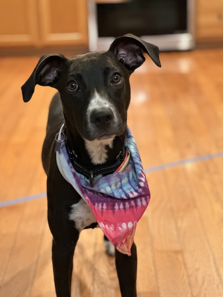 Pup Clementine
