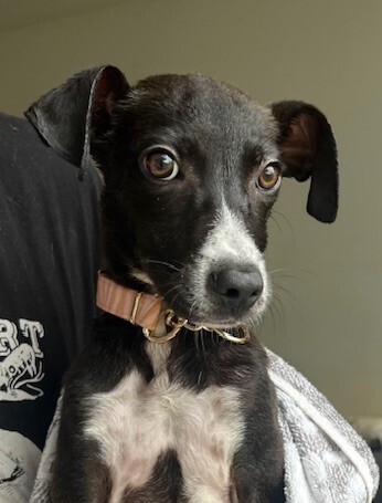 Pup Clementine