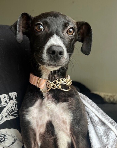 Pup Clementine