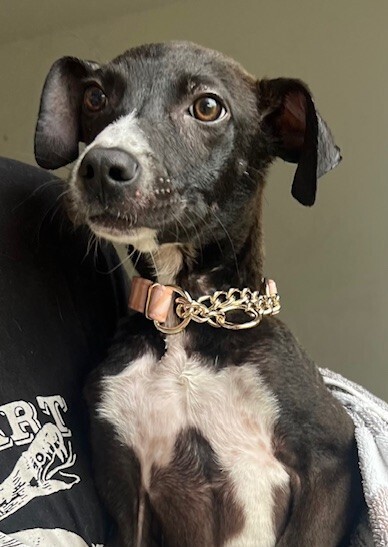 Pup Clementine