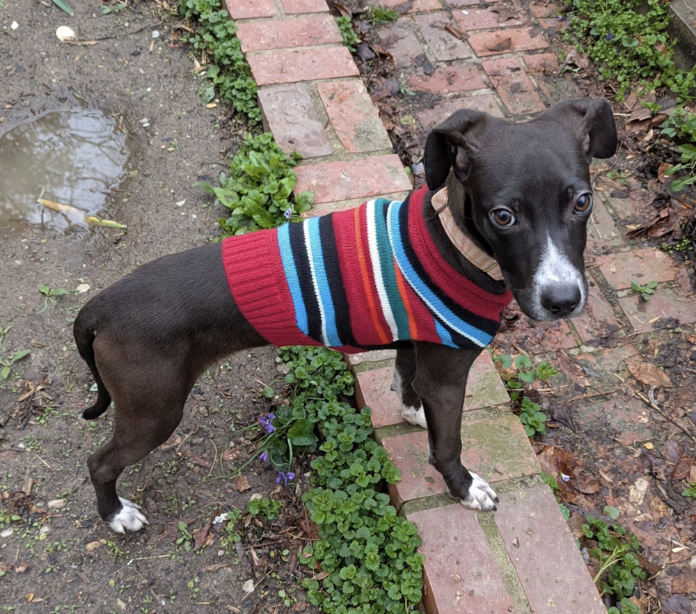 Clementine, an adoptable Whippet, Mixed Breed in Washington, DC, 20037 | Photo Image 5