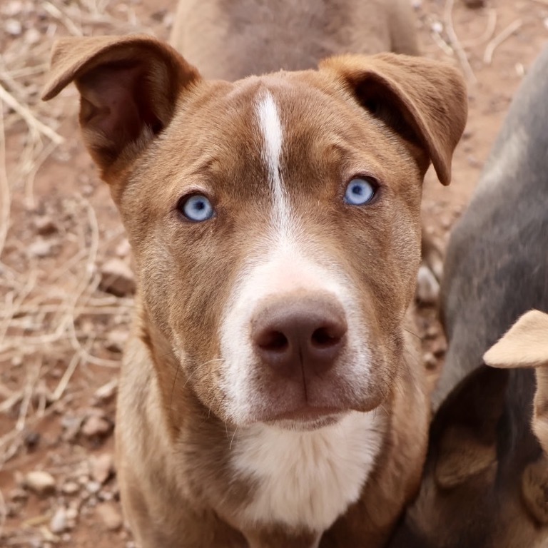 Beckett, an adoptable Mixed Breed in Moab, UT, 84532 | Photo Image 1