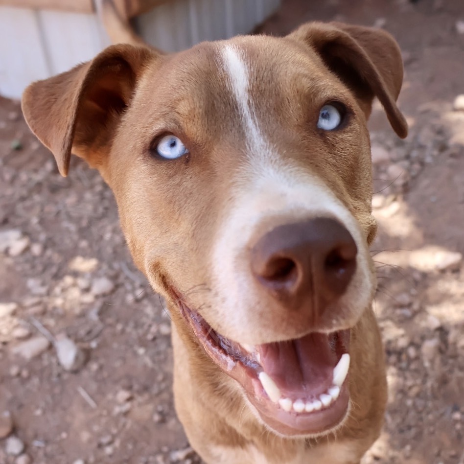 Beckett, an adoptable Mixed Breed in Moab, UT, 84532 | Photo Image 1