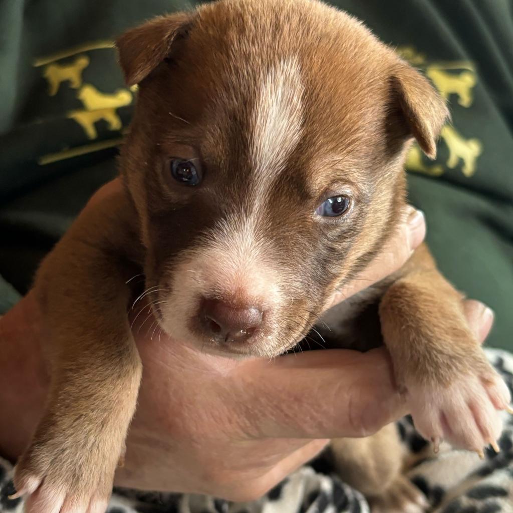 Beckett, an adoptable Mixed Breed in Moab, UT, 84532 | Photo Image 2