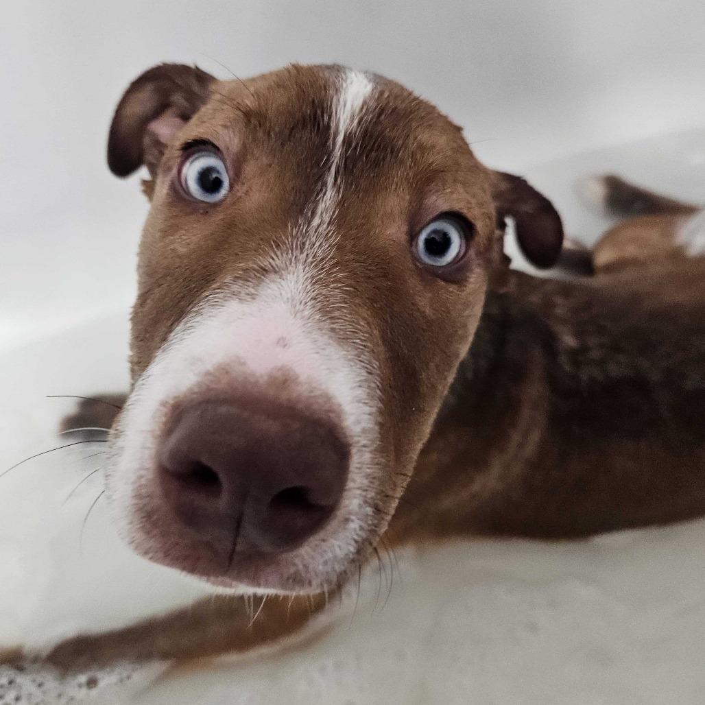 Beckett, an adoptable Mixed Breed in Moab, UT, 84532 | Photo Image 3