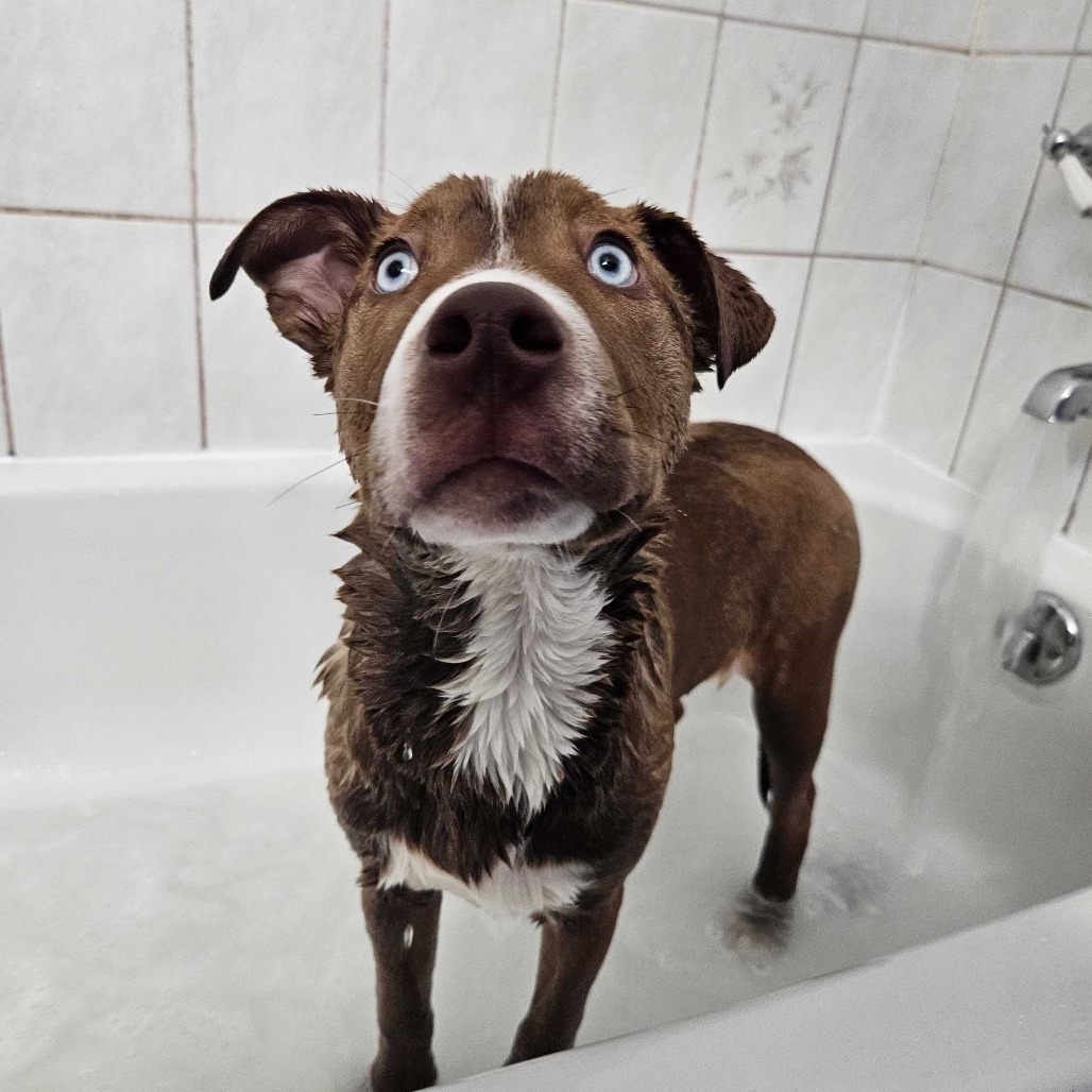 Beckett, an adoptable Mixed Breed in Moab, UT, 84532 | Photo Image 4