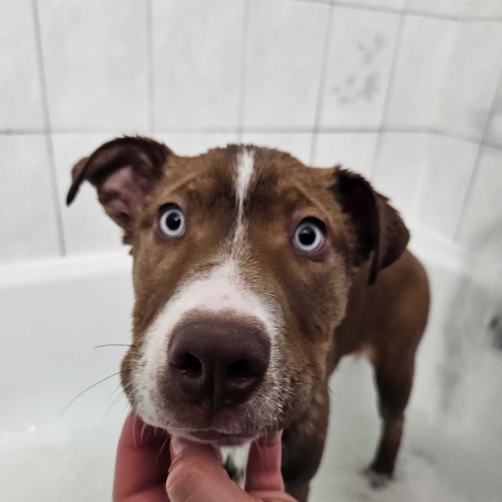 Beckett, an adoptable Mixed Breed in Moab, UT, 84532 | Photo Image 5