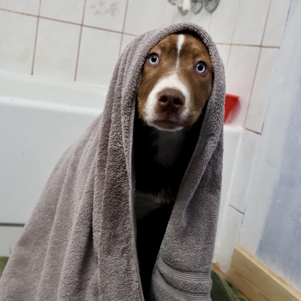 Beckett, an adoptable Mixed Breed in Moab, UT, 84532 | Photo Image 6