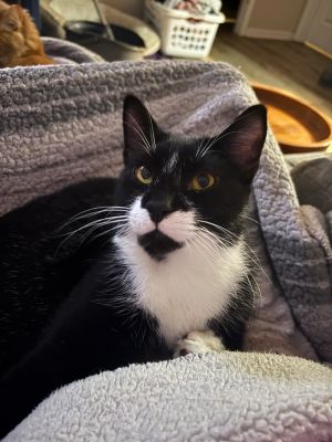 Jackson (Jameson)