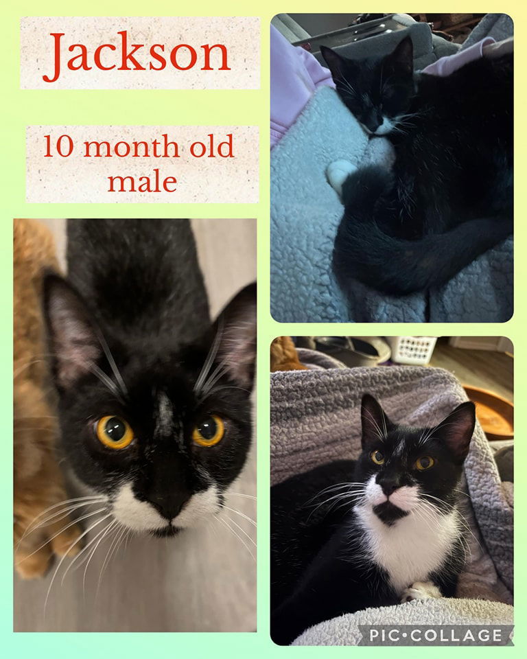 Jackson (Jameson)