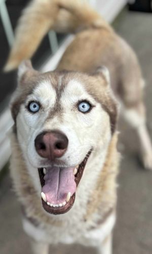 Nova, Adult Female unknown