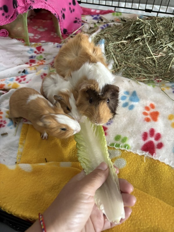 Lila