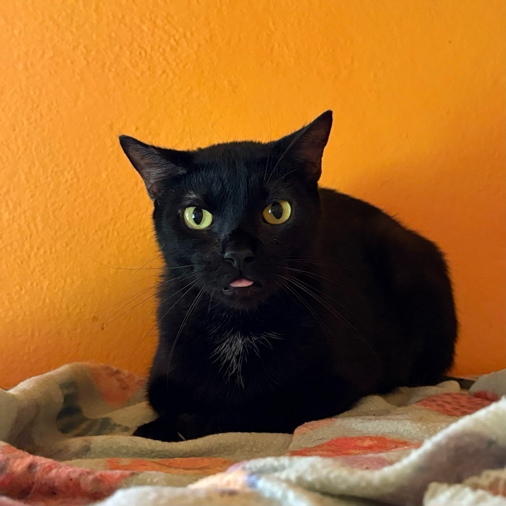 SCROOGE, an adoptable Domestic Short Hair in Marianna, FL, 32447 | Photo Image 1