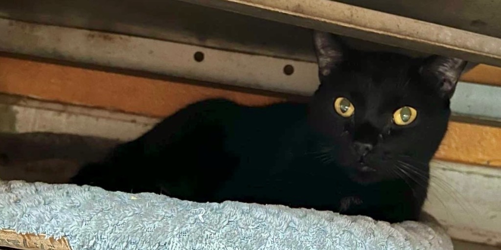 SCROOGE, an adoptable Domestic Short Hair in Marianna, FL, 32447 | Photo Image 2