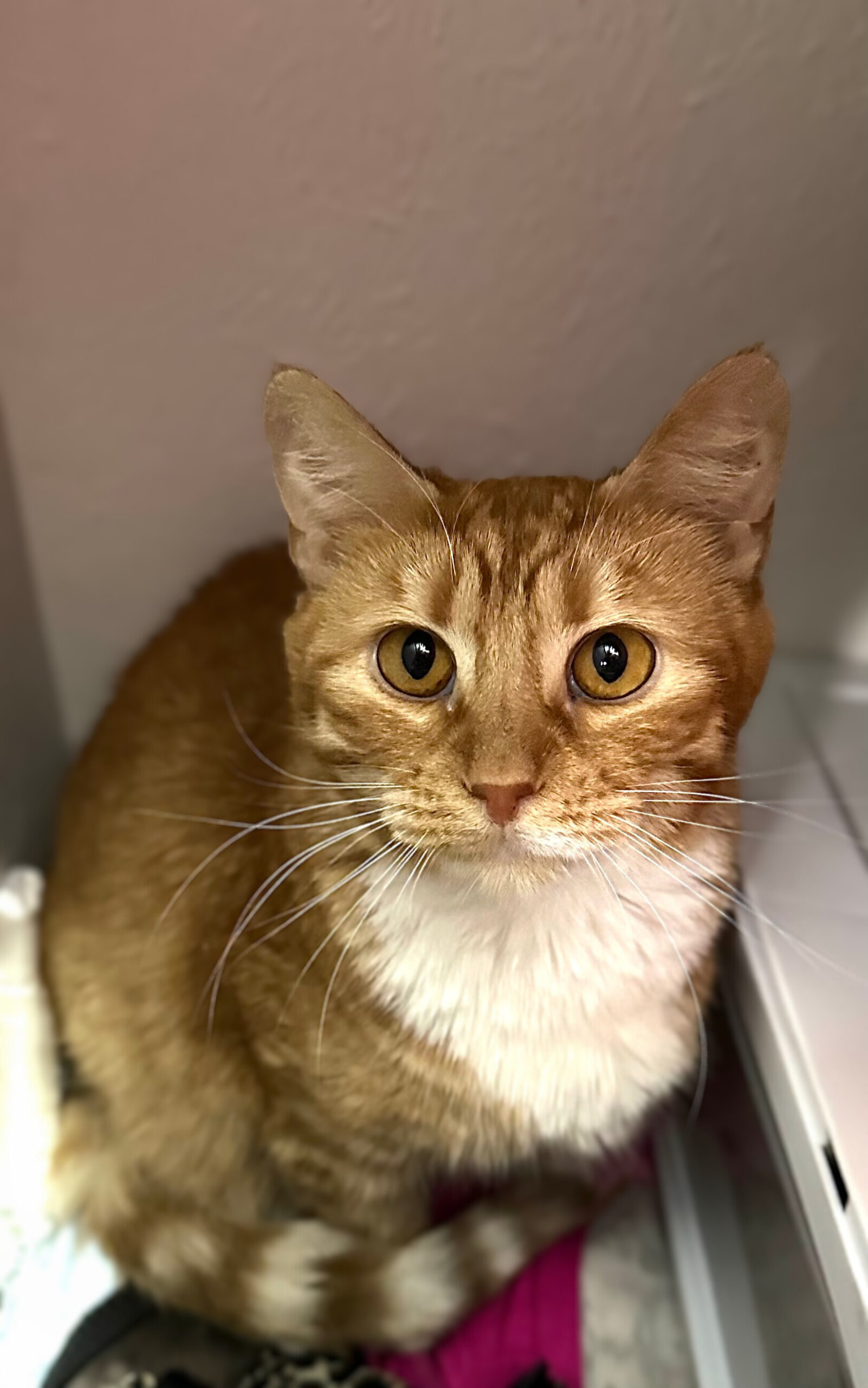 Caroline, an adoptable Domestic Short Hair in Edmond, OK, 73012 | Photo Image 1