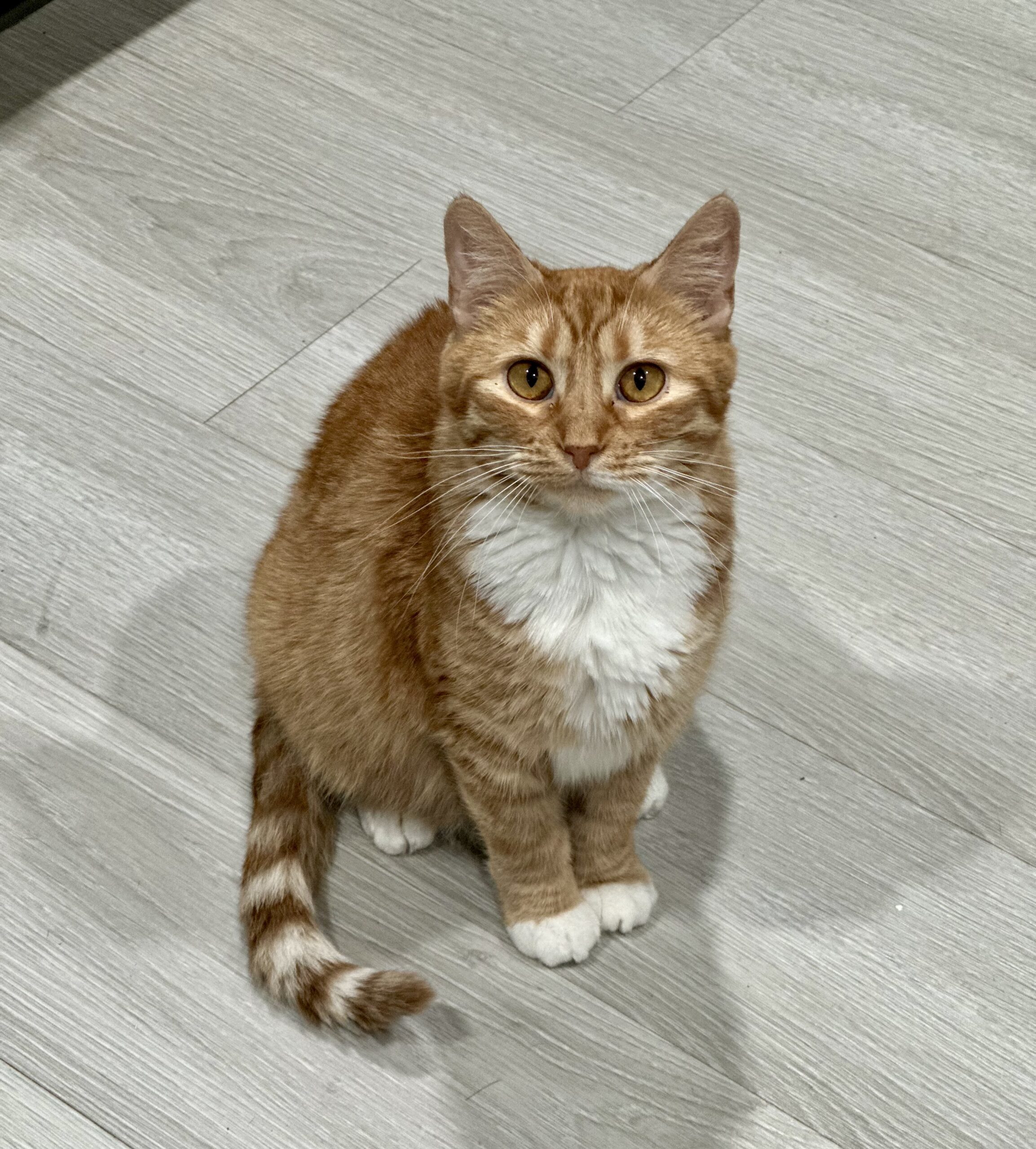 Caroline, an adoptable Domestic Short Hair in Edmond, OK, 73012 | Photo Image 1