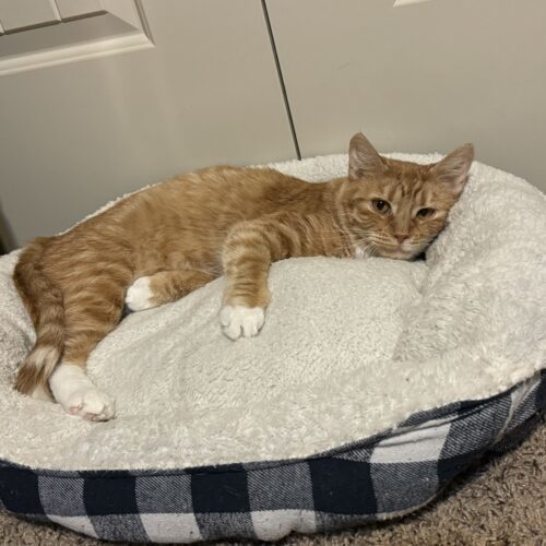 Caroline, an adoptable Domestic Short Hair in Edmond, OK, 73012 | Photo Image 2