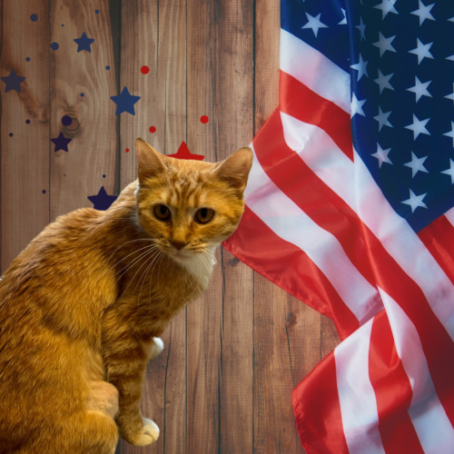 Caroline, an adoptable Domestic Short Hair in Edmond, OK, 73012 | Photo Image 3