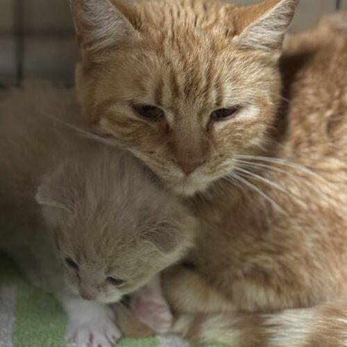 Caroline, an adoptable Domestic Short Hair in Edmond, OK, 73012 | Photo Image 4