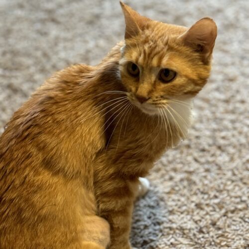 Caroline, an adoptable Domestic Short Hair in Edmond, OK, 73012 | Photo Image 5