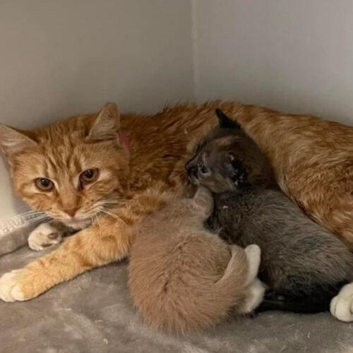 Caroline, an adoptable Domestic Short Hair in Edmond, OK, 73012 | Photo Image 6