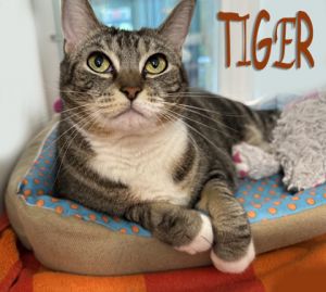 Tiger, Adult Female Domestic Short Hair