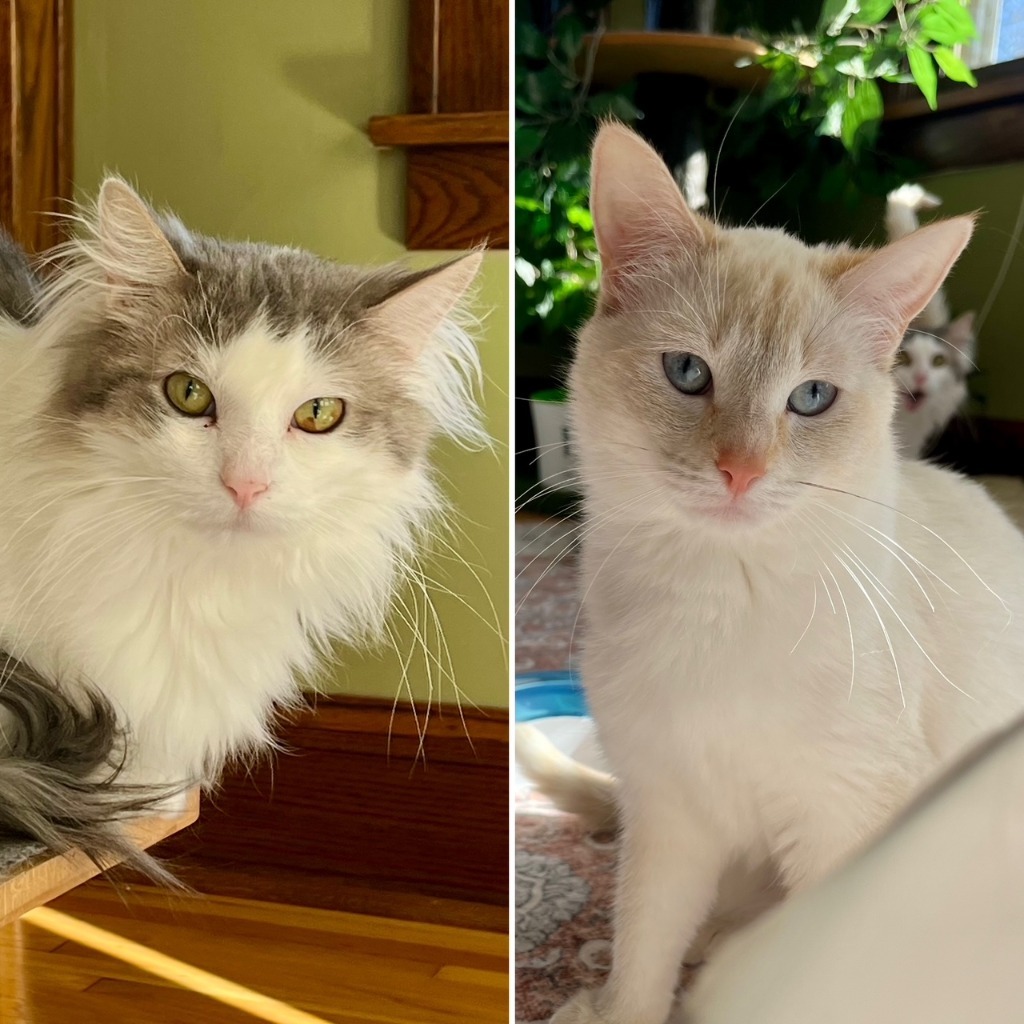 Muffin / Ryker